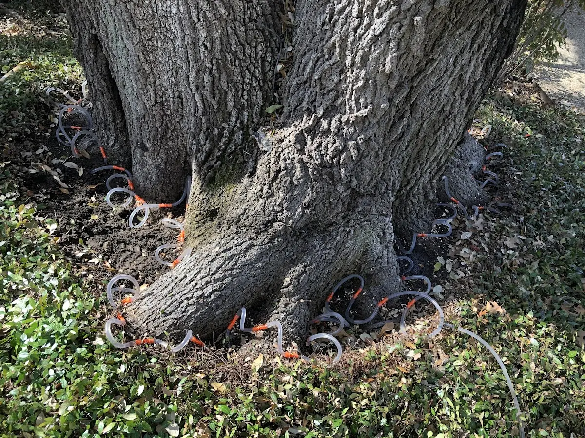 Detailed Tree Cabling and Bracing job site in Basile