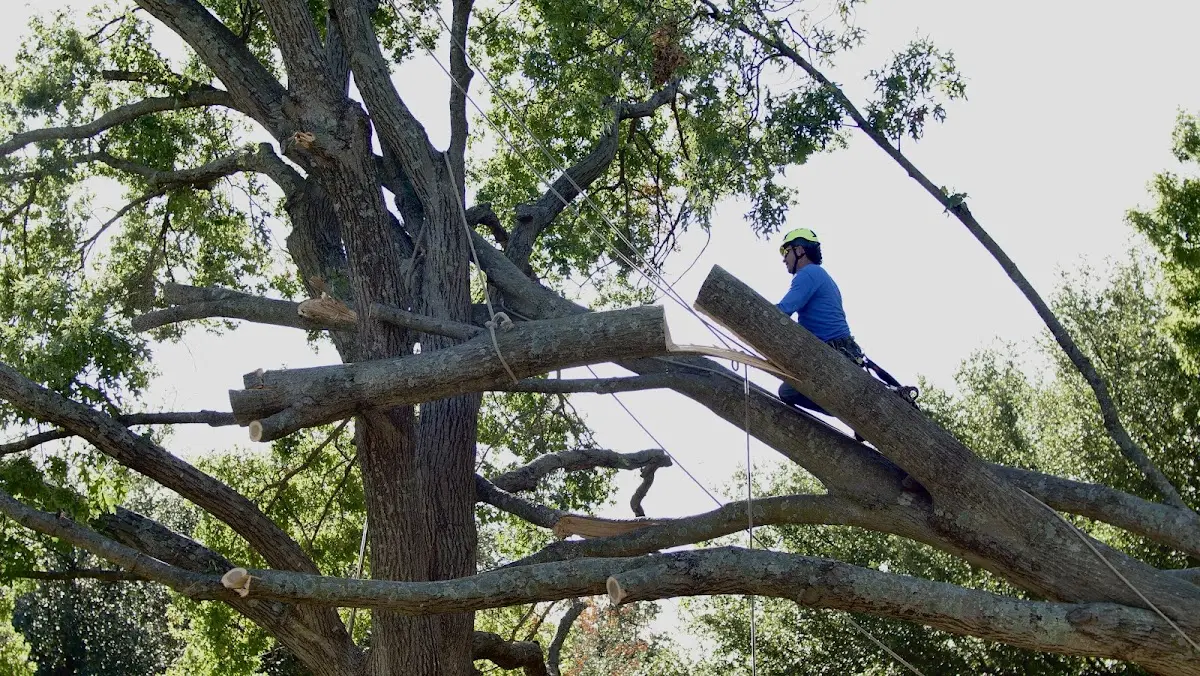 Professional Crown Thinning performed by certified arborists in Basile